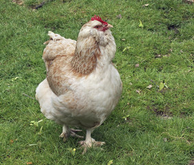 light brown chicken on green grass