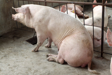 pigs