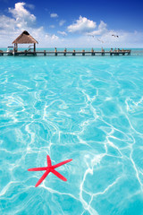 Starfish as summer symbol in tropical beach