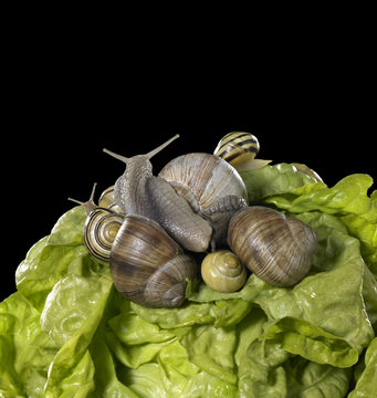 lettuce and snails closeup
