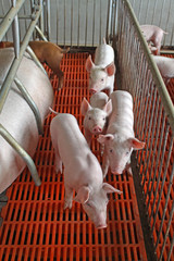 piglets in the enclosure © zhang yongxin