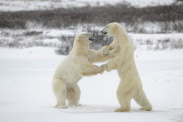 Fighting polar bears.