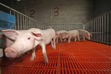 piglets in the enclosure © zhang yongxin