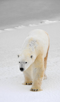 Portrait of a polar bear.