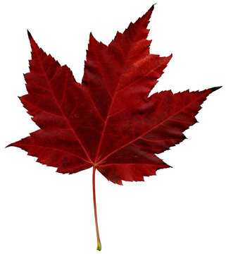 Maple leaf
