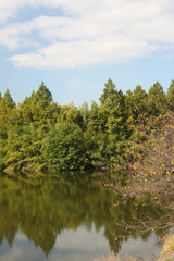 Fototapeta na wymiar 池と林