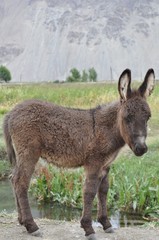 donky in pamir