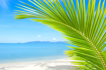 Fototapeta premium Beautiful tropical beach with palm tree and sand