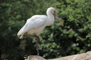 spatule blanche perchée