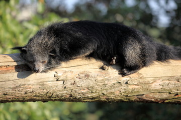 Obraz premium sieste du biturong