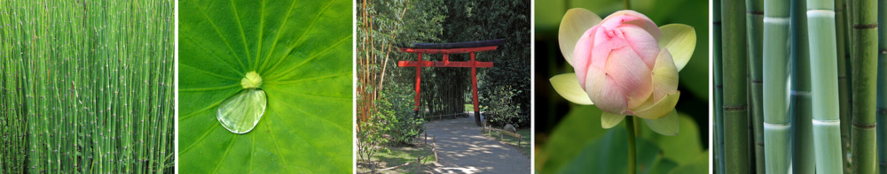 le th&egrave;me de l'eau et du jardin zen