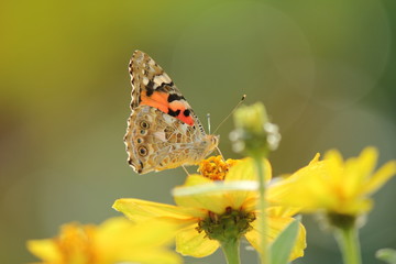 アカタテハと黄色いデイジー