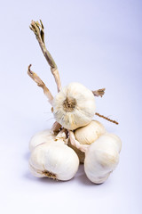 bunch of garlic bulbs on white background
