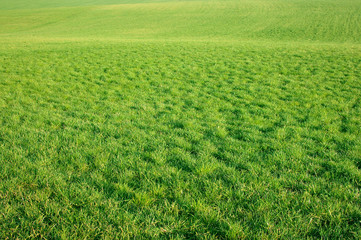 Green Grass Meadow