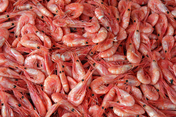 Garnelen