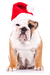 suspicious santa english bulldog puppy