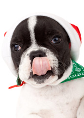 cute little santa licking its nose