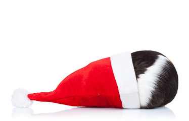 guinea pig hidding in a christmas hat