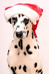 hund dalmatiner mit weihnachtsmannmütze