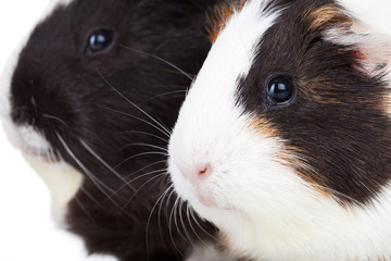 two cute guinea pigs isolated