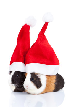 Guinea Pigs With Christmas Hat