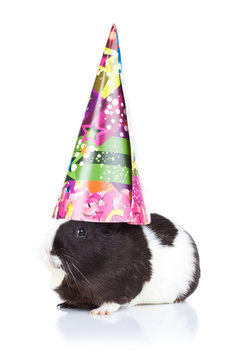 Guinea Pig Wearing A Party Hat