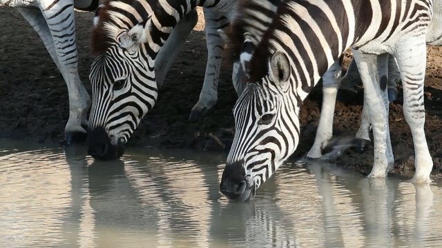 Zebras drinking water, Mkuze game reserve, South Africa