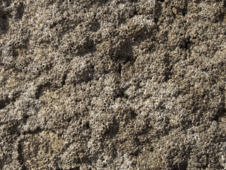 Textur_Koralle_Korallenstruktur