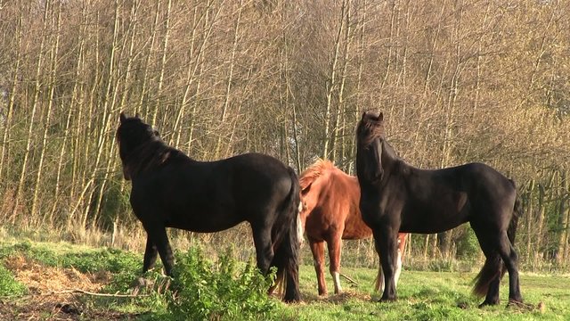 frisons en pature