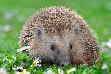 hedgehog
