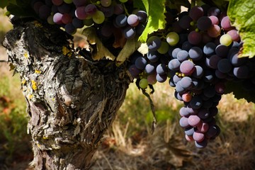 La vigne
