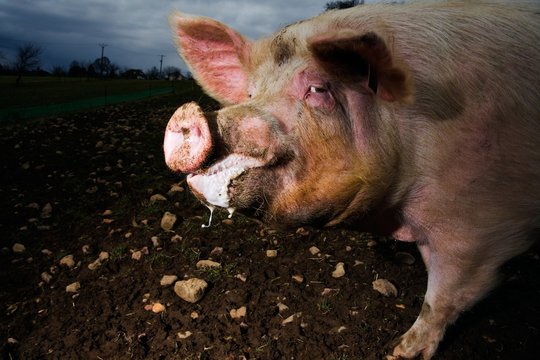 Gros cochon !
