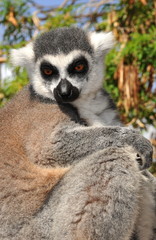 Fototapeta na wymiar Lemur małpa zbliżenie