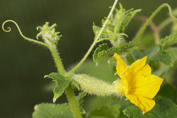 Hanging on a branch gherkin