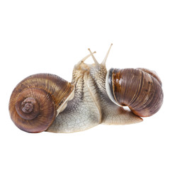 Snails make love in the studio, on a white background