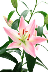 Pink white lily