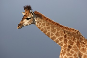 Obraz premium Giraffe Portrait