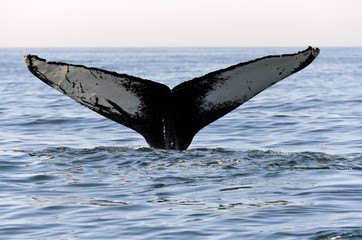 Fototapeta premium Humpback Whale
