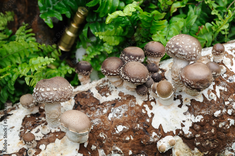 Wall mural growing mushrooms