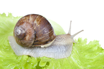 Snail on lettuce leaf, isolated on white background