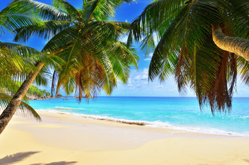 Obraz na płótnie Canvas Palm over tropical beach