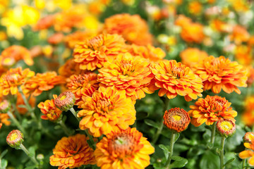 orange flowers