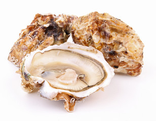 isolated oyster on white