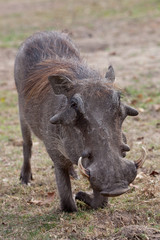 African warthog on his knees