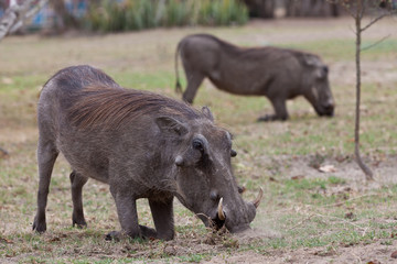 African warthog on his knees