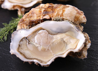 oyster