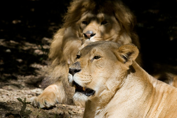 Fototapeta na wymiar Lew i lwica