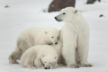 Polar she-bear with cubs.