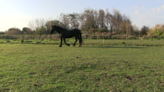 noblesse du frison