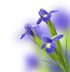 bouquet of beautiful irises